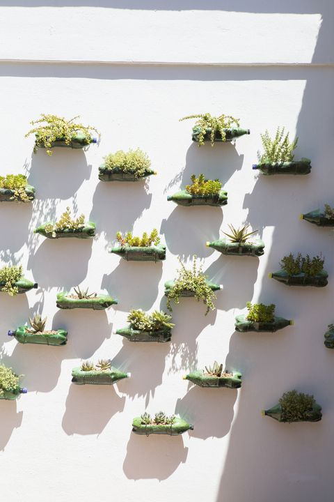 أصحاب نباتات جدار الحديقة