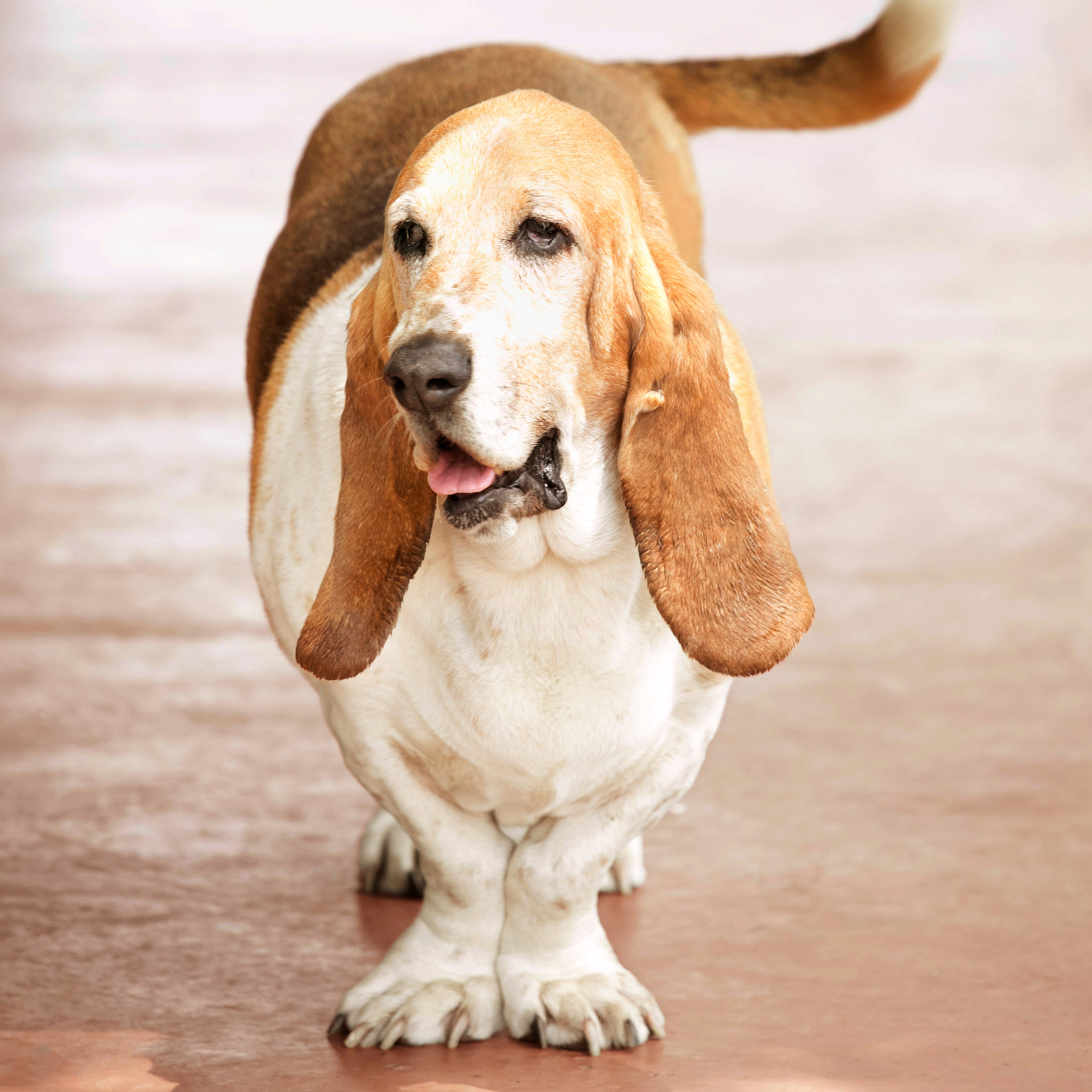 can a basset hound and a german shepherd dog be friends