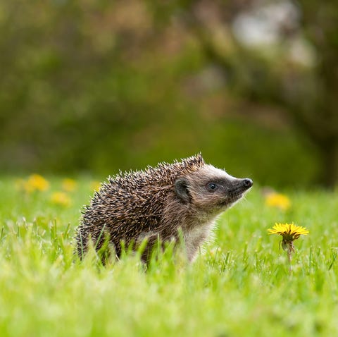 8 Animals That Have Been Tricked Into Thinking It's Spring And Are Now In Danger 8 Animals That Have Been Tricked Into Thinking It's Spring And Are Now In Danger