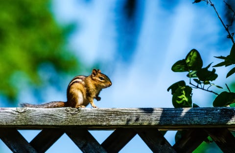  vorsichtiges Streifenhörnchen, das auf einer Zaunschiene im Sonnenlicht, mit einem unscharfen blauen Hintergrund steht