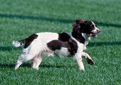 Cute Dog Pictures - Millie Bush the First Dog