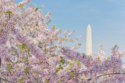 USA, Washington DC, Cherry blossom with Washington Monument in background