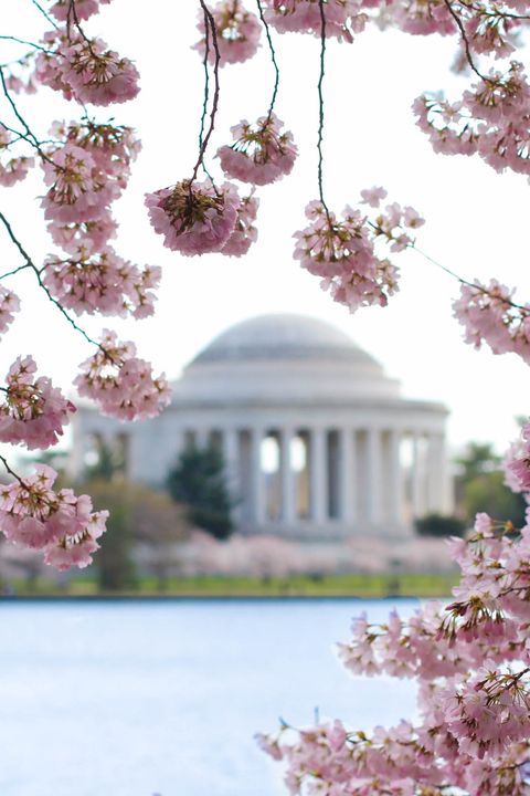 Cherry blossoms in Washington DC Jefferson Memorial