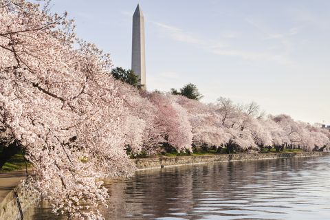washington dc cherry blossoms and monument