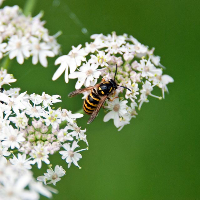 wasp on some wild white flowers in an english country garden background is soft bokeh green