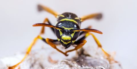 Yellowjacket Wasp Insect on Nest