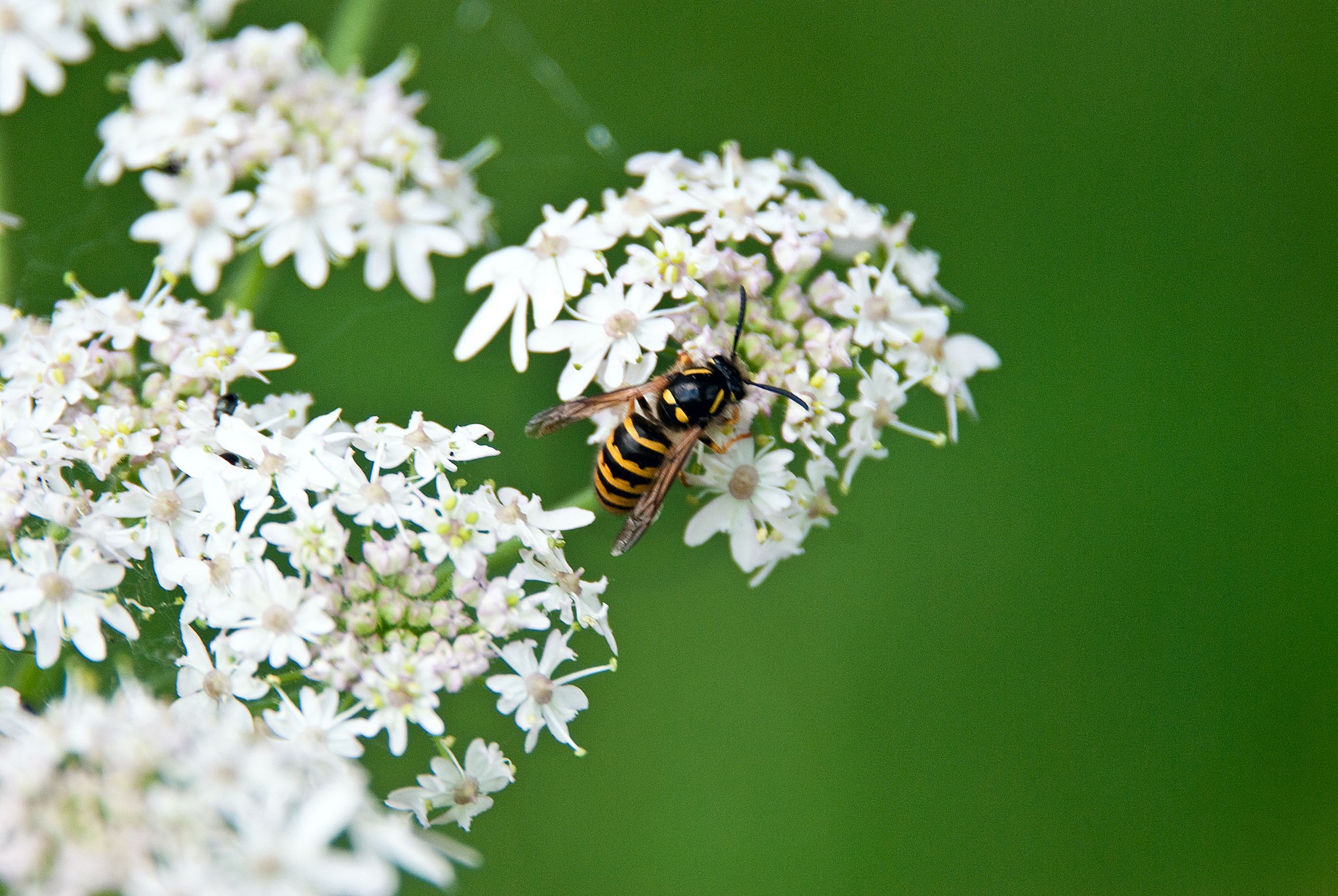 get rid of wasps