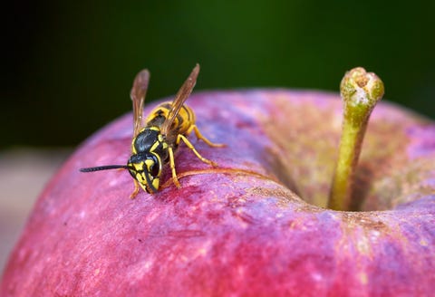 How To Keep Wasps At Bay This Summer