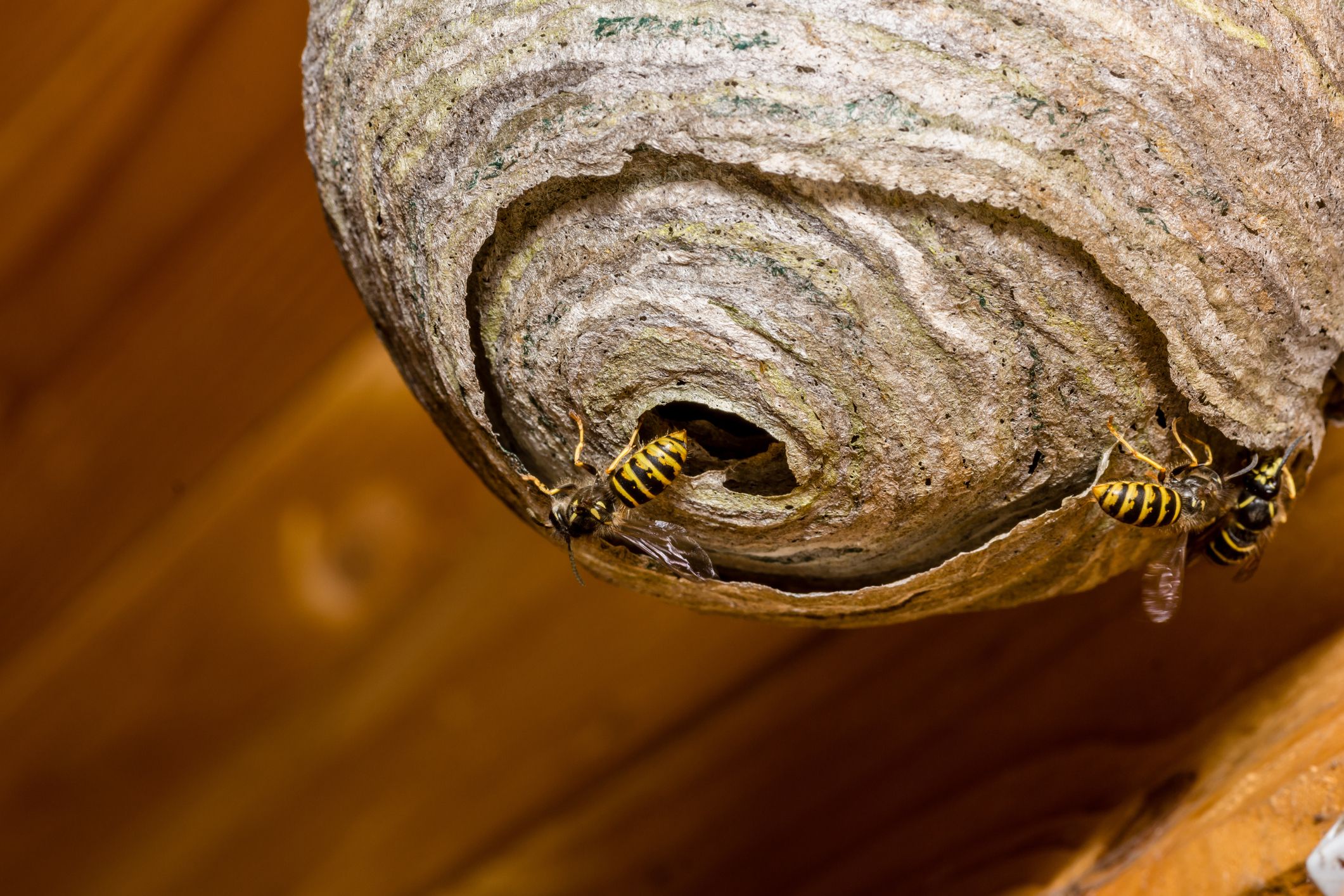 How To Get Rid Of A Wasps Nest How To Kill Hornets And Wasps