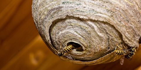 nest wasp wasps hornets