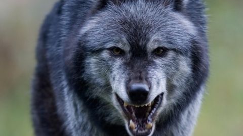 wolven-gevaarlijkste-dieren-nederland