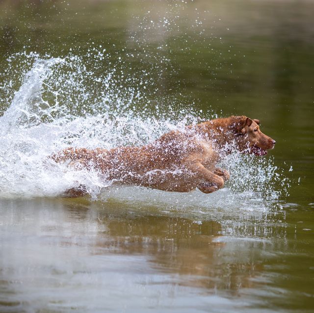 water dogs - dogs that like swimming