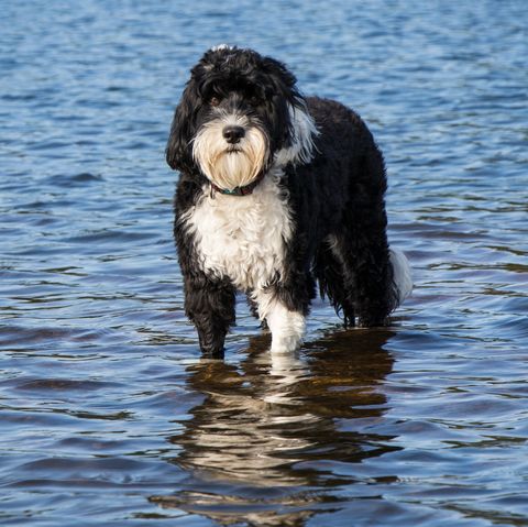dogs that like to swim - Portuguese Water Dog