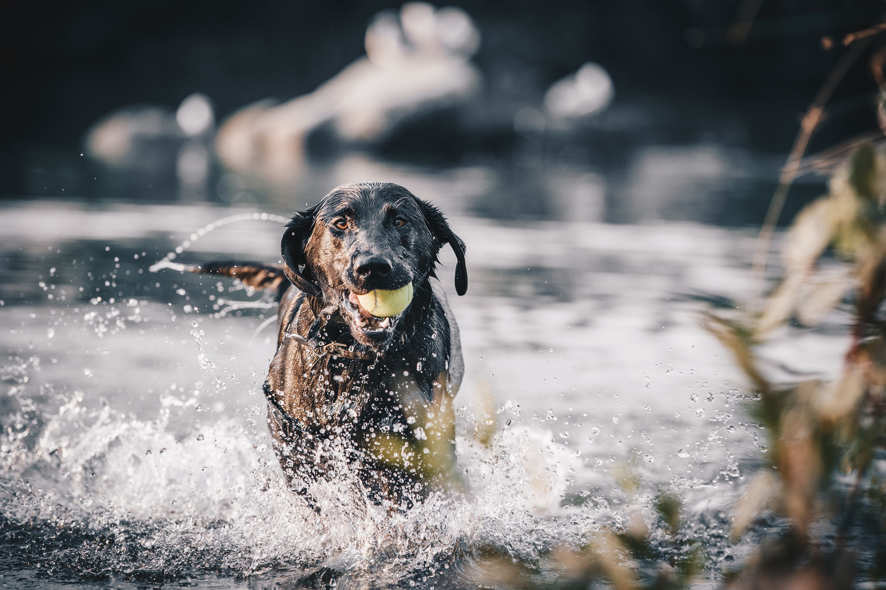 why do some dogs love water