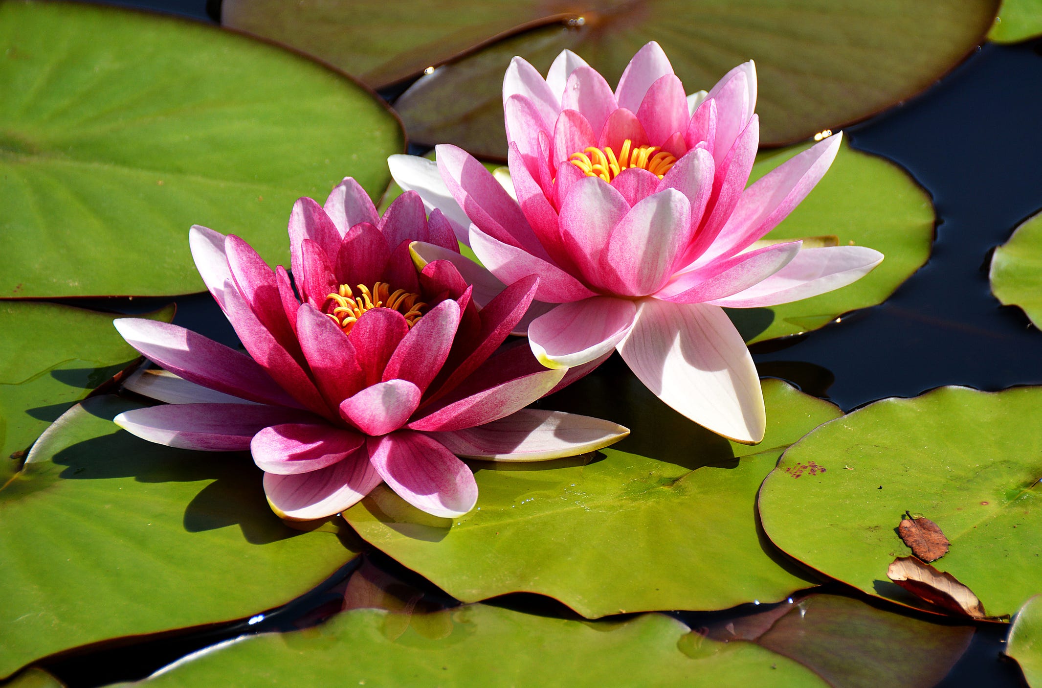 The Real Meaning and Symbolism Behind the Lotus Flower