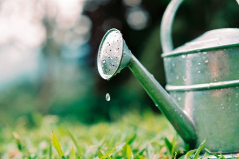 Watering can water drops on garden grass