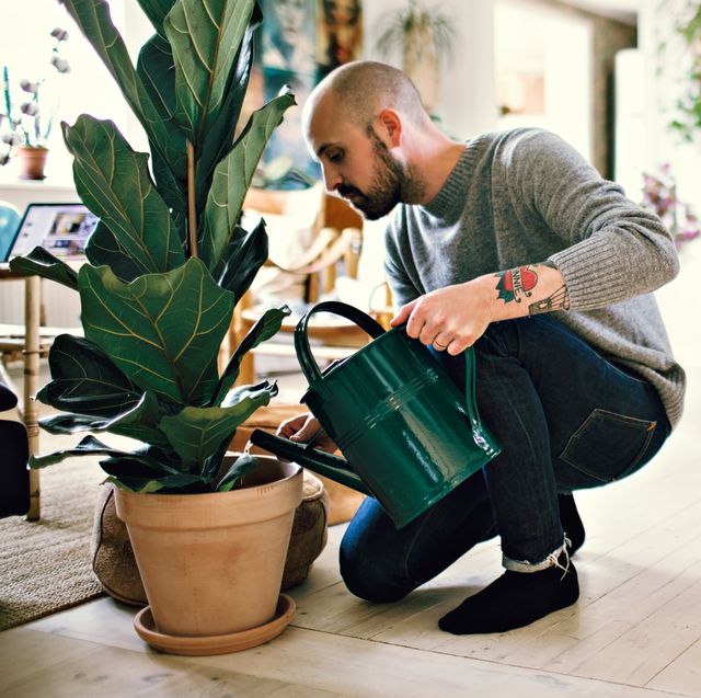 man using metal watering can to water fiddle leaf fig plant in apartment