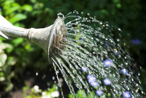 花に水をまく