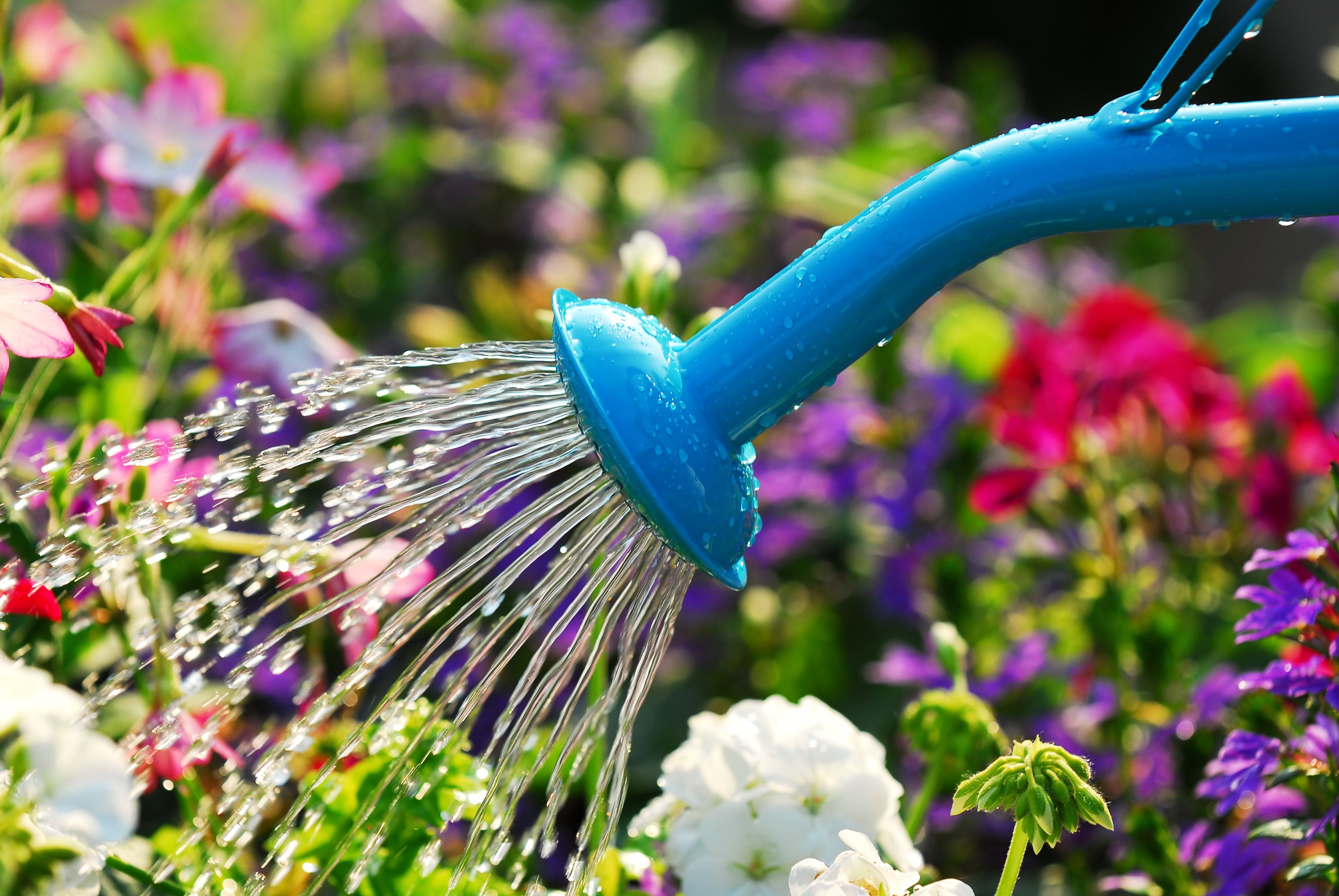 How To Water Plants When You Re Away On Vacation