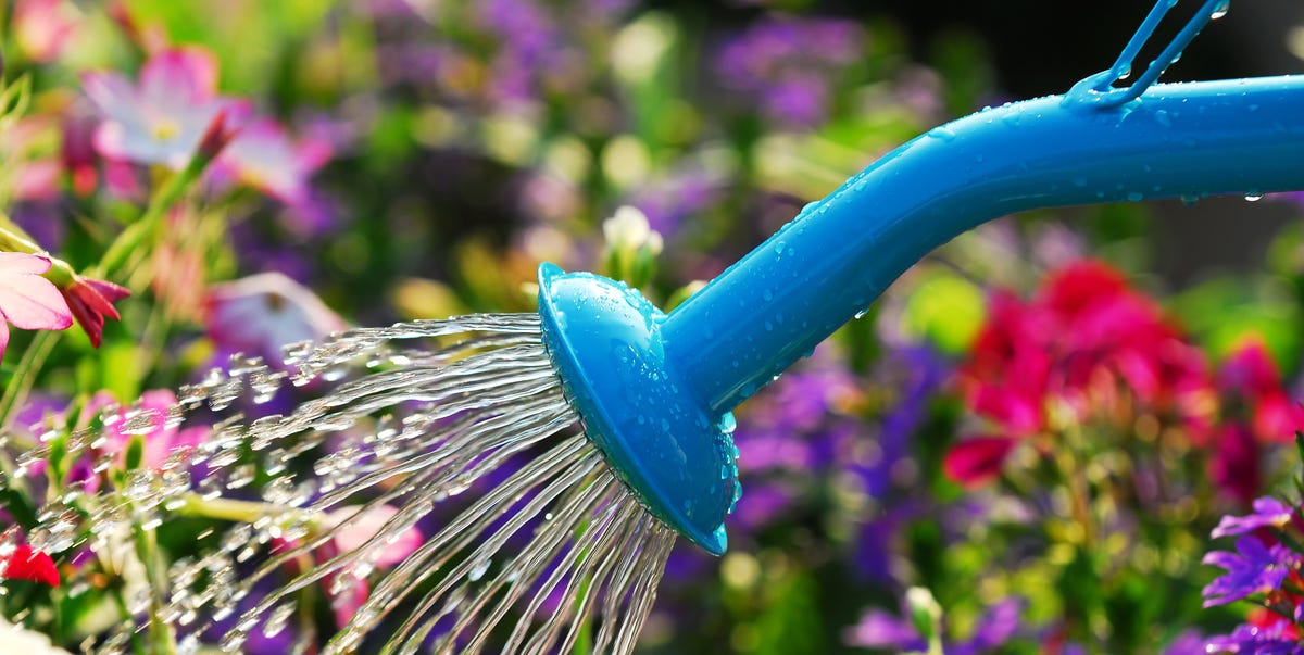 How to Water Plants When You're Away on Vacation
მცენარეების მოვლა, ქოთანში გადარგვა