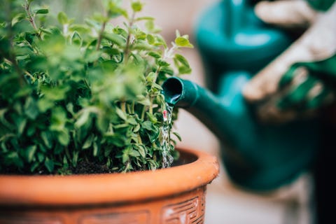 Arrosage d'herbes fraîchement plantées.