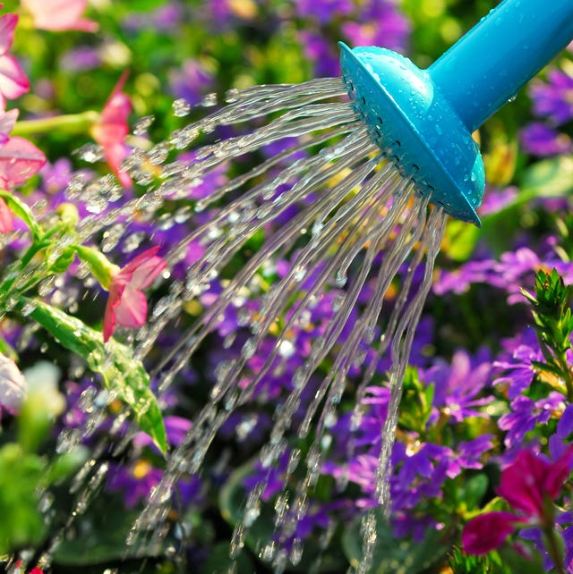 Hosepipe ban: 6 tips for gardening during a drought 6 Tips on Gardening During a Hosepipe Ban in Your Area