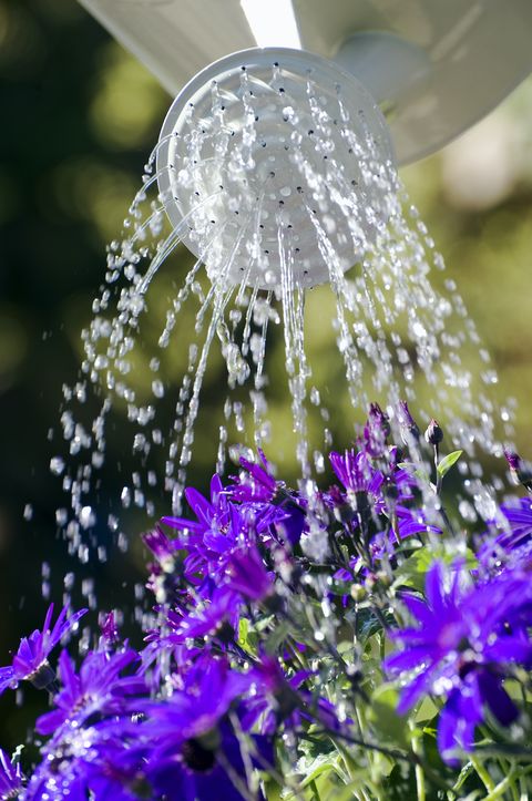 watering senetti flowers with sprinkler rose, norfolk, england