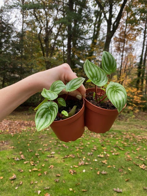 dưa hấu peperomia cây