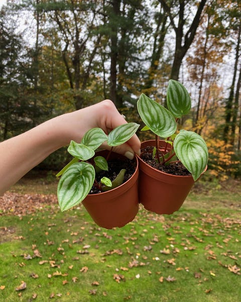 Dưa hấu cây peperomia dưa hấu peperomia cây