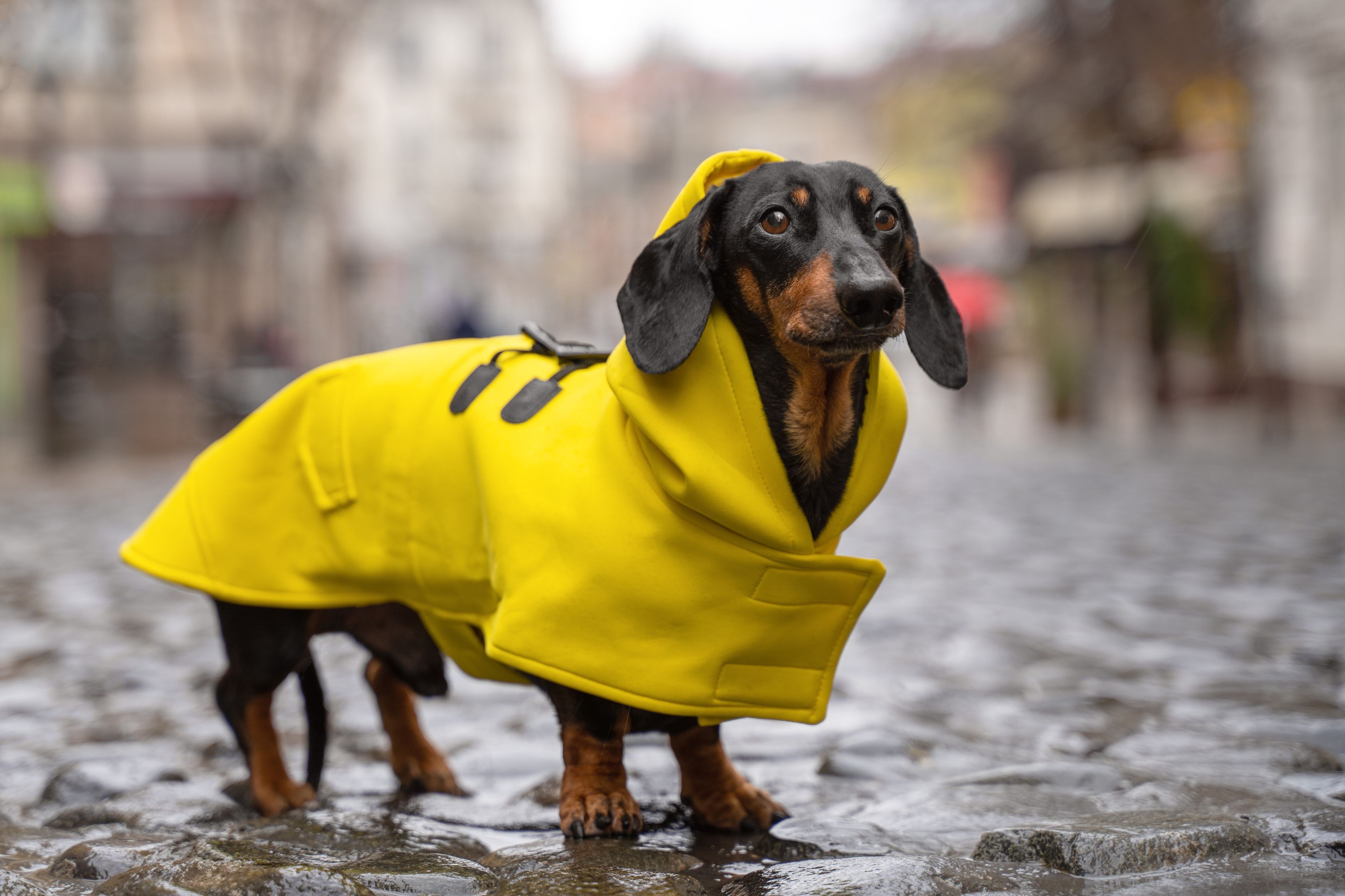 waxed dog coats with harness hole