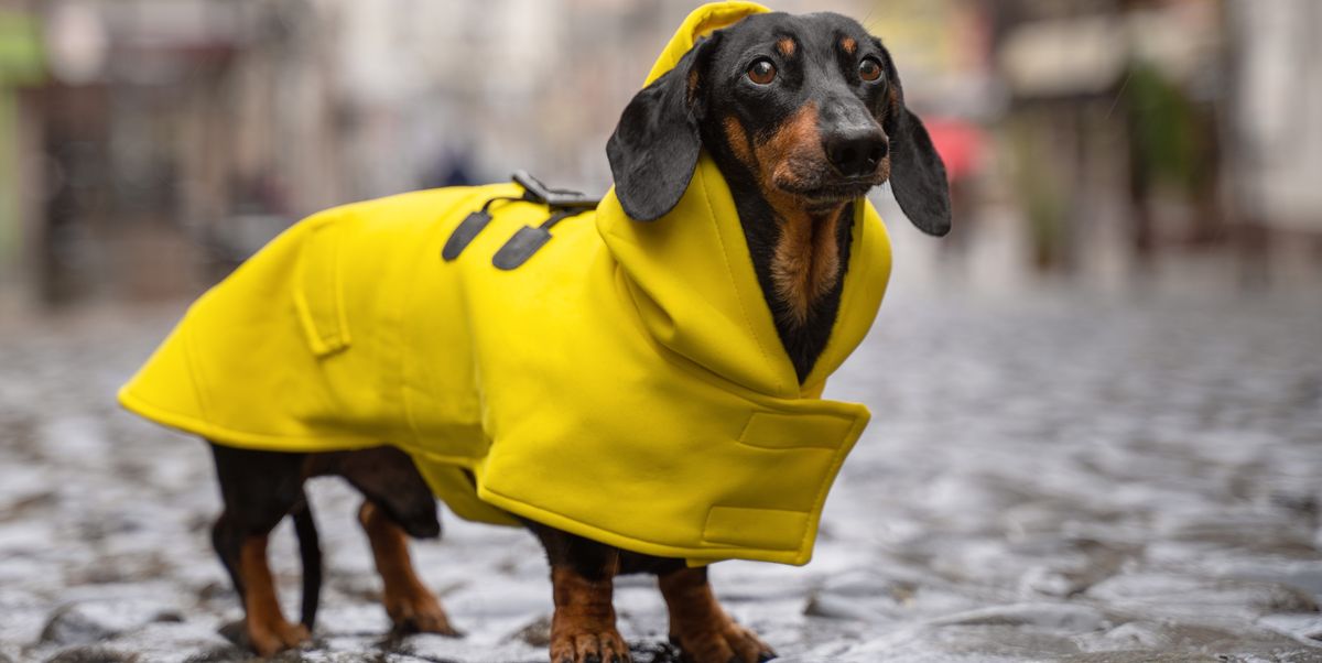 Waterproof Dog Coats 13, Dachshund Winter Coat With Hood Uk