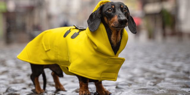 Waterproof Dog Coats 13, Dachshund Winter Coat Waterproof
