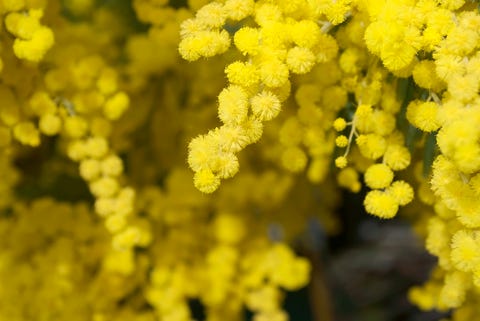 25 Yellow Flowers For Gardens Perennials Annuals With Yellow Blossoms