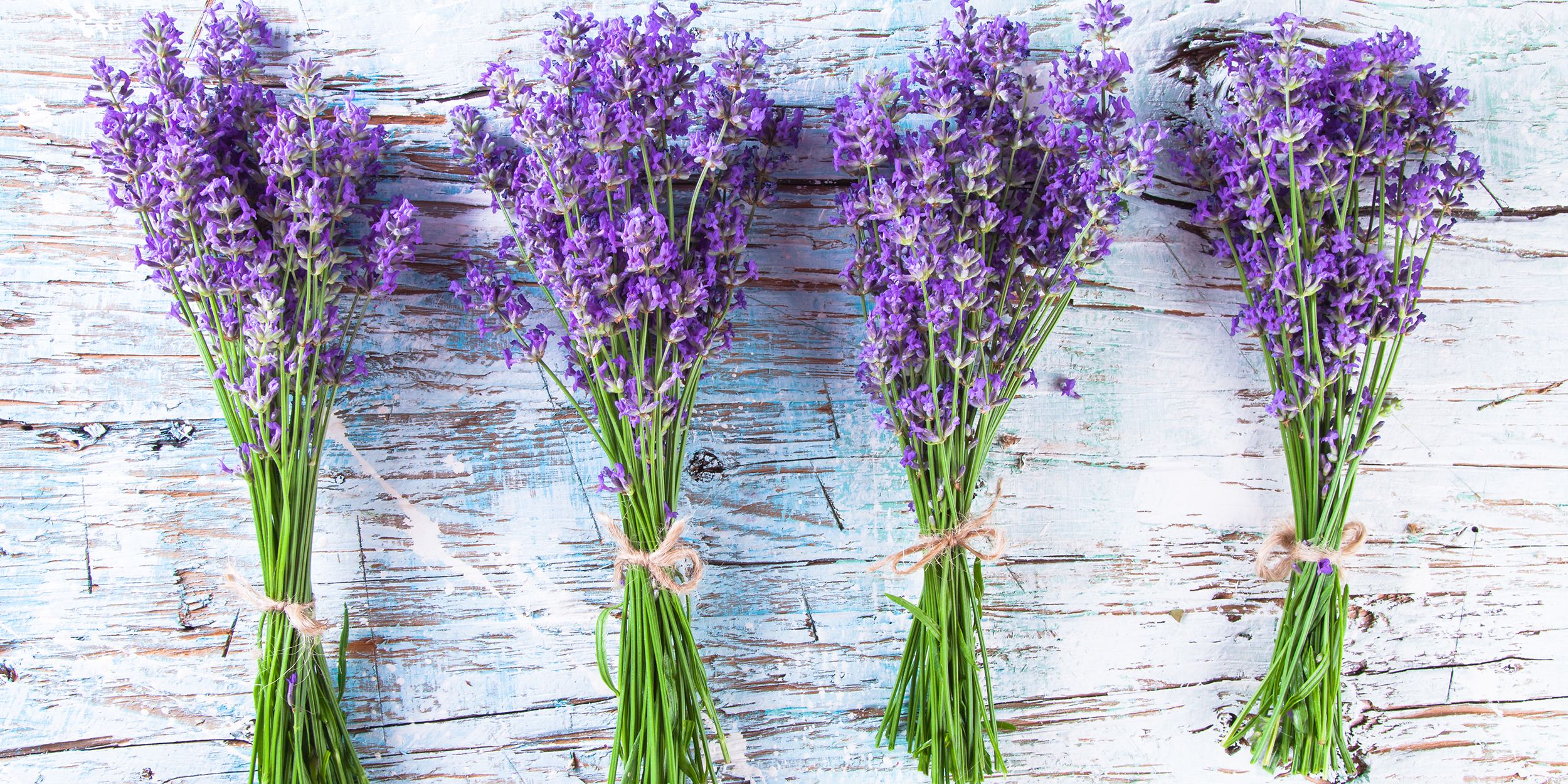 30 Great Lavender Plant Recipes and Uses - How to Grow Lavender
