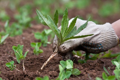 weed roots