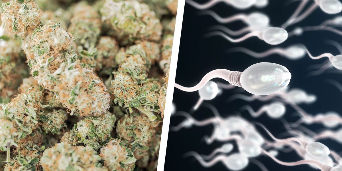 Marihuana link to sperm