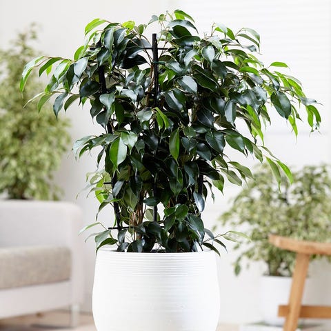 10 Best Air Purifying Plants For The Home Weeping Fig Air Purifying Plants