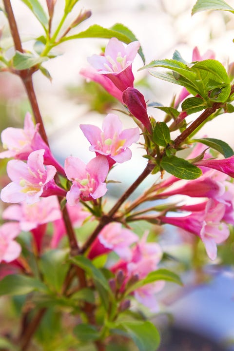 15 Best Spring Flowers Popular Flowers To Plant In Spring 15 Best Spring Flowers Popular Flowers To Plant In Spring