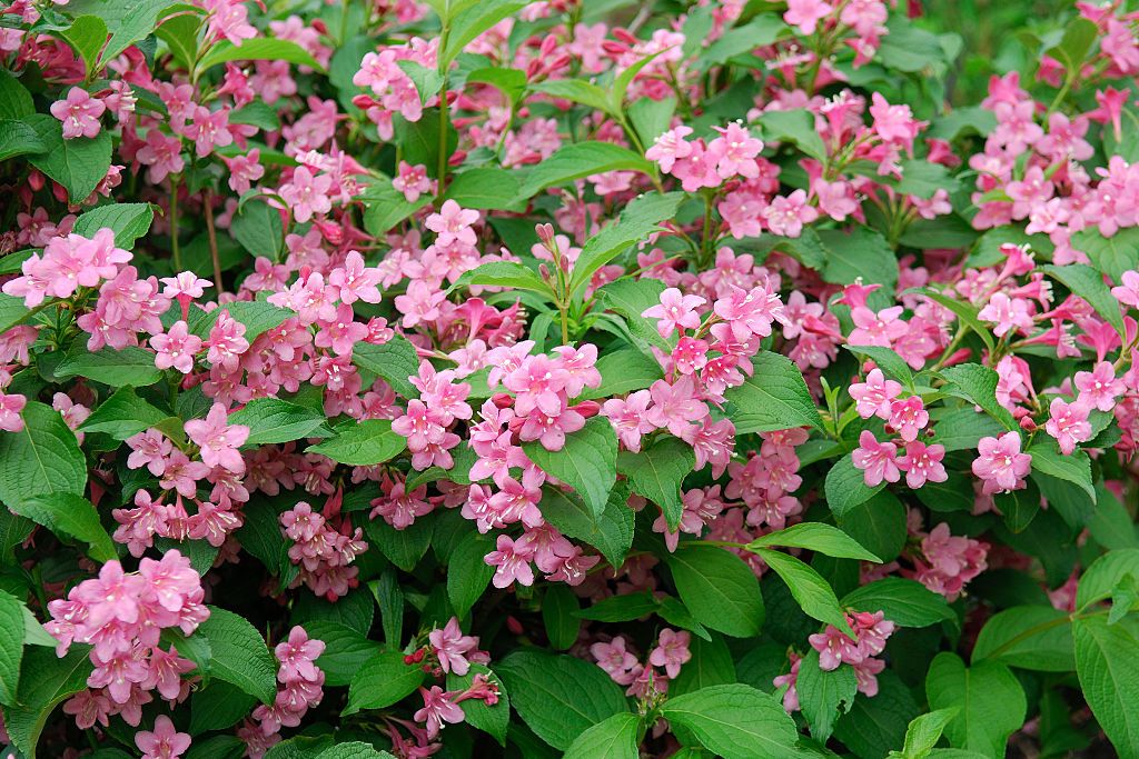 23 Beautiful Flowering Shrubs Best, Landscaping Flowers And Bushes