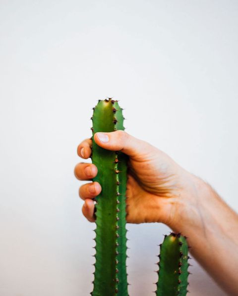 Cactus, Green, Hand, Finger, Joint, Plant, Succulent plant, Fashion accessory, Plant stem, Thumb, 