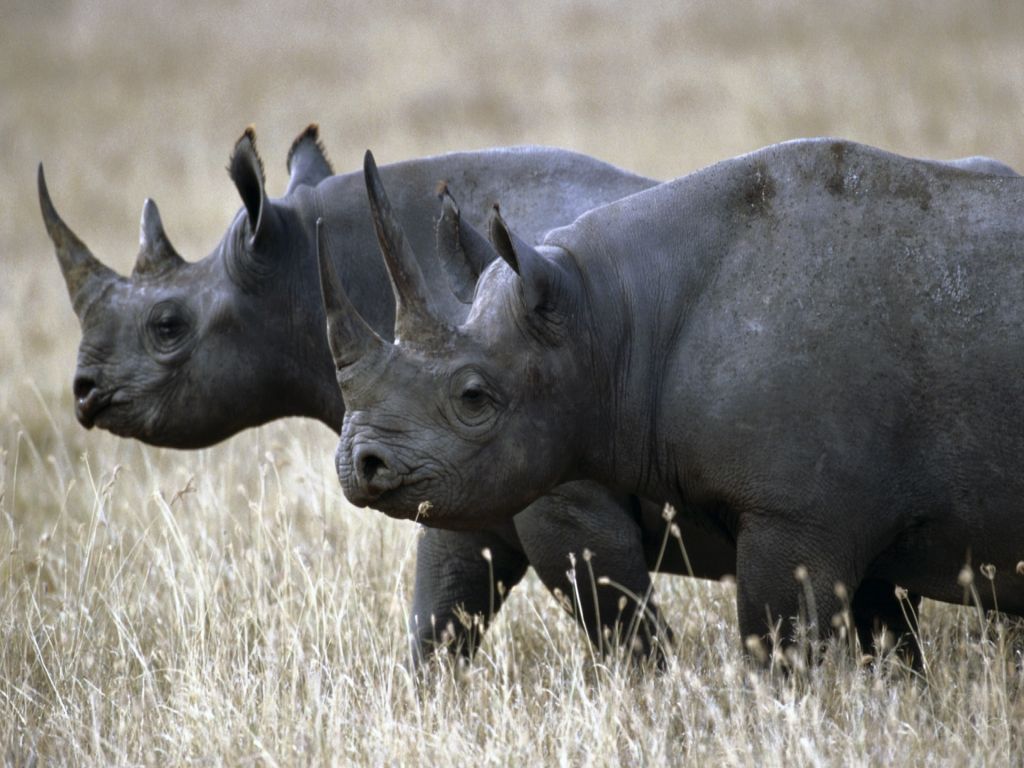 ancestor of a west african black rhinoceros