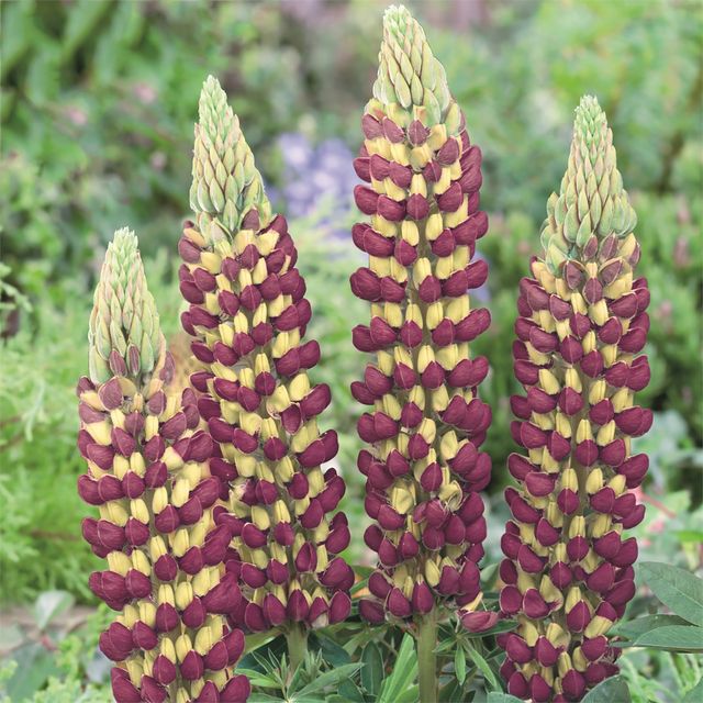 west country lupins