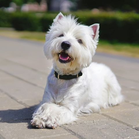 happy west highland white terrier dog lying outdoors on tiles with its paws crossed in a city park in summer
