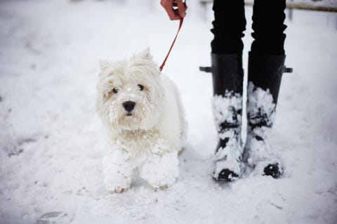 5 Things Every Owner Needs To Know Before Heading Out on Dog Walk 5 Things Every Owner Needs To Know Before Heading Out on Dog Walk