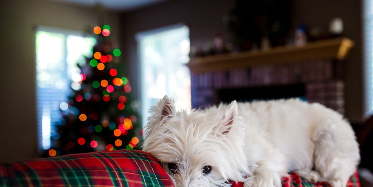 12 Christmas gifts ideas for dogs and puppies