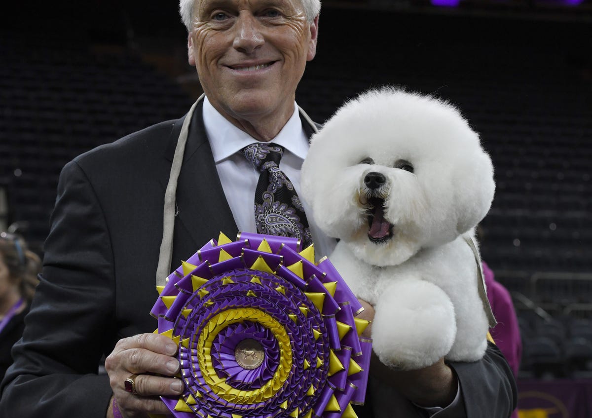 Look at the Fluffy Snowball Who Just Won the Westminster Dog Show