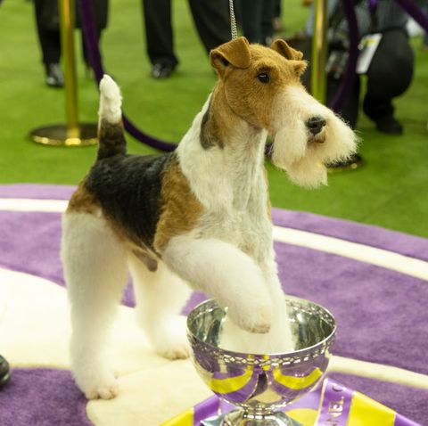 Wire fox terrier named King won Best in show during 143rd