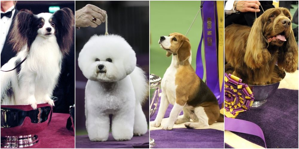 Westminster Dog Show Winners Photos of the Winners Throughout the Years