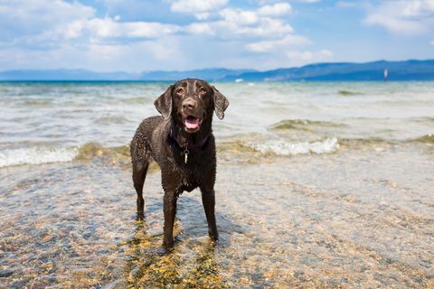 Wet Dog Standing in Lake