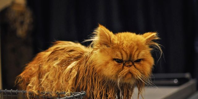 Мокрая Персидская кошка